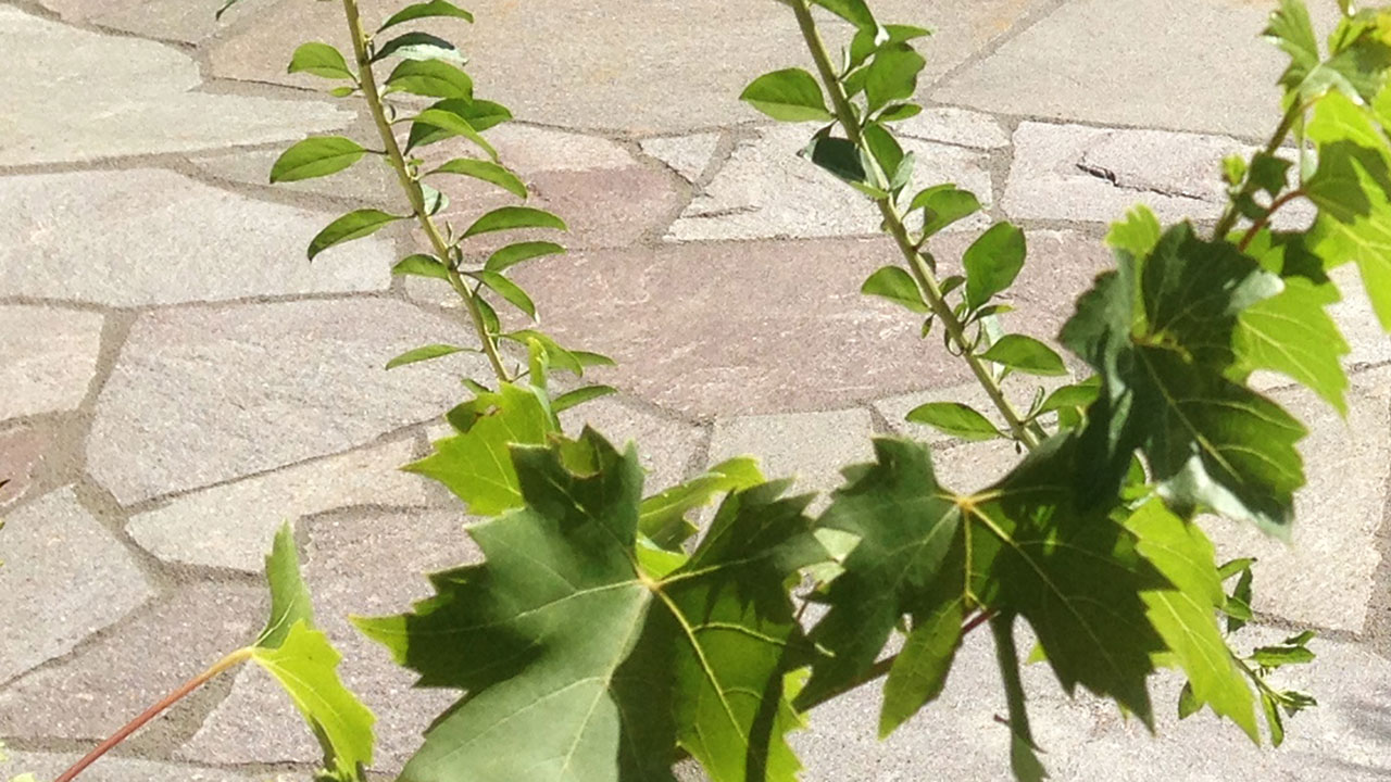 placeholder image-sq